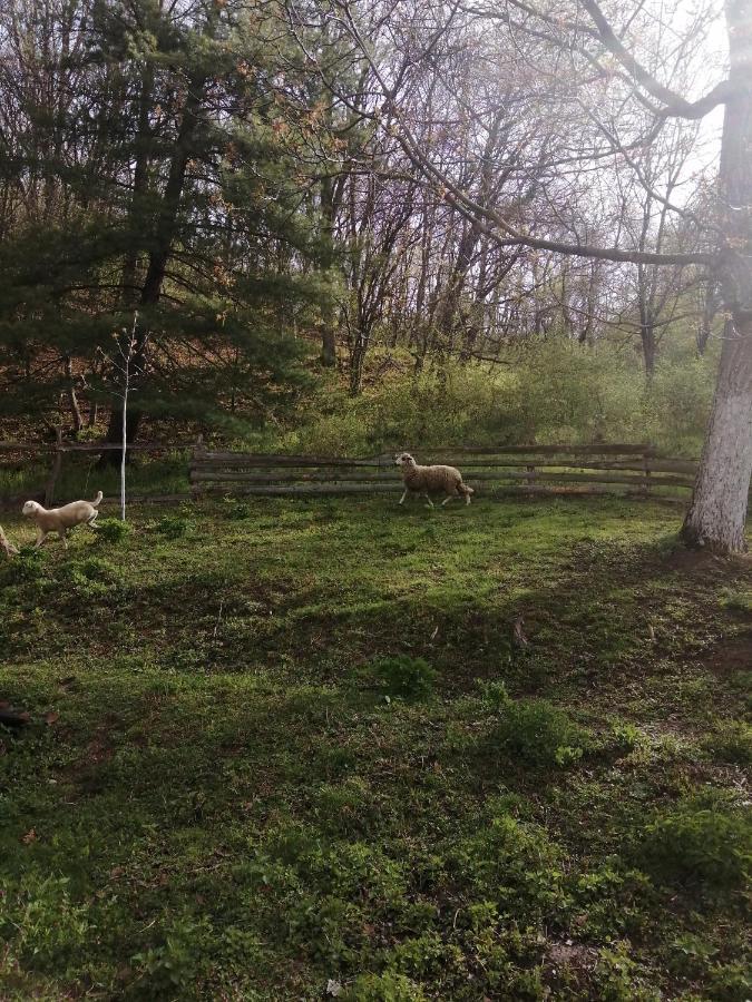 Domacinstvo Trifunovic Daire Pretresnja Dış mekan fotoğraf